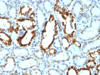 Anti-Milk Fat Globule 1 antibody [SPM291] used in IHC (Paraffin sections) (IHC-P). GTX34840