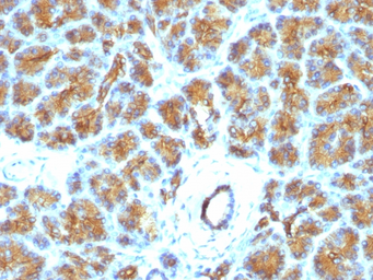 Anti-Milk Fat Globule 1 antibody [EDM45] used in IHC (Paraffin sections) (IHC-P). GTX34841