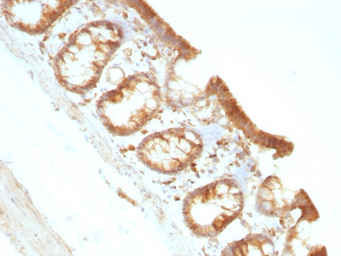 Anti-Moesin antibody [MSN/491] used in IHC (Paraffin sections) (IHC-P). GTX34846