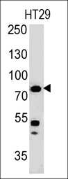 Anti-Moesin antibody [MSN/491] used in Western Blot (WB). GTX34846