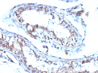 Anti-Moesin antibody [MSN/493] used in IHC (Paraffin sections) (IHC-P). GTX34849