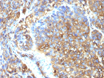 Anti-Moesin antibody [MSN/493] used in IHC (Paraffin sections) (IHC-P). GTX34849