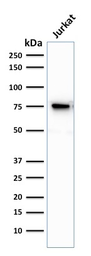 Anti-Moesin antibody [MSN/493] used in Western Blot (WB). GTX34849