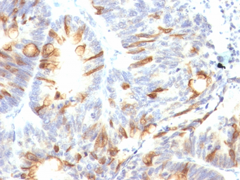 Anti-MUC2 antibody [CCP58] used in IHC (Paraffin sections) (IHC-P). GTX34864