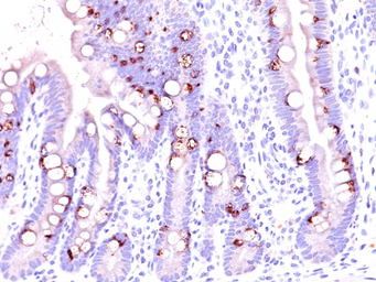 Anti-MUC2 antibody [CCP58] used in IHC (Paraffin sections) (IHC-P). GTX34864