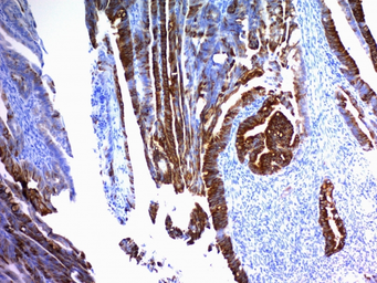 Anti-MUC2 antibody [SPM296] used in IHC (Paraffin sections) (IHC-P). GTX34865