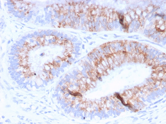 Anti-MUC2 antibody [MLP/842] used in IHC (Paraffin sections) (IHC-P). GTX34867