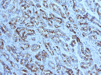 Anti-Mucin 6 antibody [CLH5] used in IHC (Paraffin sections) (IHC-P). GTX34874