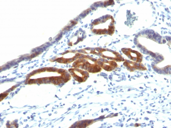 Anti-Mucin 6 antibody [SPM598] used in IHC (Paraffin sections) (IHC-P). GTX34875