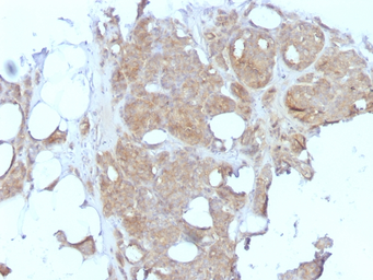 Anti-MVP/LRP antibody [1032] used in IHC (Paraffin sections) (IHC-P). GTX34878