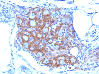 Anti-NCAM antibody [SPM128] used in IHC (Paraffin sections) (IHC-P). GTX34891