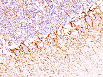 Anti-NF-H antibody [SPM203] used in IHC (Paraffin sections) (IHC-P). GTX34900