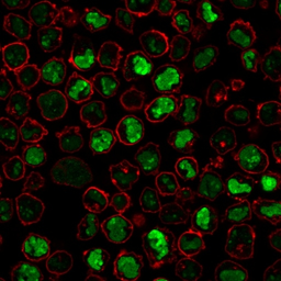 Anti-Nucleolin antibody [SPM614] used in Immunocytochemistry/ Immunofluorescence (ICC/IF). GTX34915
