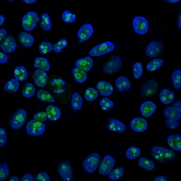 Anti-Nucleolin antibody [364-5] used in Immunocytochemistry/ Immunofluorescence (ICC/IF). GTX34916