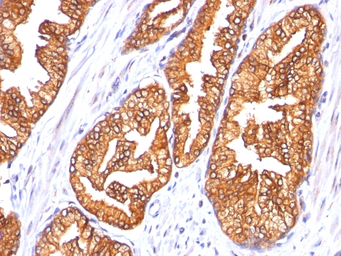 Anti-ODC antibody [SPM565] used in IHC (Paraffin sections) (IHC-P). GTX34920