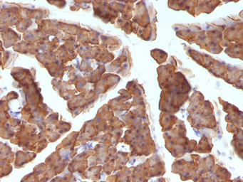 Anti-ODC antibody [ODC1/486] used in IHC (Paraffin sections) (IHC-P). GTX34921