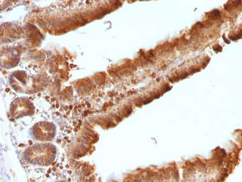 Anti-ODC antibody [ODC1/486] used in IHC (Paraffin sections) (IHC-P). GTX34921