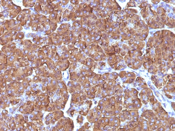 Anti-ODC antibody [ODC1/486] used in IHC (Paraffin sections) (IHC-P). GTX34921