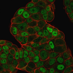 Anti-p27 Kip1 antibody [SPM348] used in Immunocytochemistry/ Immunofluorescence (ICC/IF). GTX34929