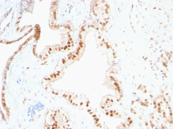 Anti-p27 Kip1 antibody [SPM348] used in IHC (Paraffin sections) (IHC-P). GTX34929