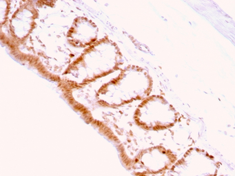 Anti-p27 Kip1 antibody [KIP1/769] used in IHC (Paraffin sections) (IHC-P). GTX34930