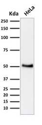 Anti-p53 antibody [BP53-12] used in Western Blot (WB). GTX34937