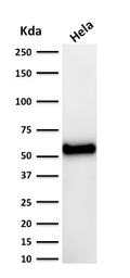 Anti-p53 antibody [DO-7] used in Western Blot (WB). GTX34938