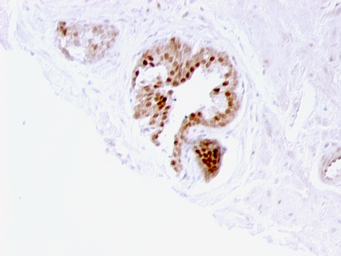 Anti-p57 Kip2 antibody [57P06] used in IHC (Paraffin sections) (IHC-P). GTX34942