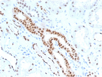 Anti-PAX8 antibody [PAX8/1491] used in IHC (Paraffin sections) (IHC-P). GTX34961