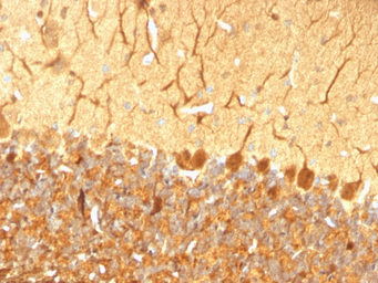 Anti-PGP9.5 antibody [SPM574] used in IHC (Paraffin sections) (IHC-P). GTX34970