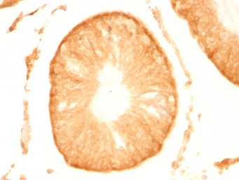 Anti-PGP9.5 antibody [UCHL1/775] used in IHC (Paraffin sections) (IHC-P). GTX34971