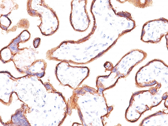 Anti-Placental Alkaline Phosphatase antibody [ALPP/870] used in IHC (Paraffin sections) (IHC-P). GTX34972