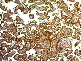Anti-Placental Alkaline Phosphatase antibody [SPM593] used in IHC (Paraffin sections) (IHC-P). GTX34973