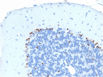 Anti-SOX2 antibody [SOX2/1791] used in IHC (Paraffin sections) (IHC-P). GTX35086