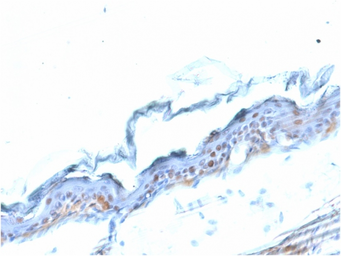 Anti-SOX2 antibody [SOX2/1791] used in IHC (Paraffin sections) (IHC-P). GTX35086