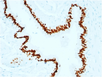 Anti-SOX2 antibody [SOX2/1791] used in IHC (Paraffin sections) (IHC-P). GTX35086