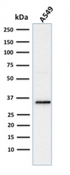 Anti-SOX2 antibody [SOX2/1791] used in Western Blot (WB). GTX35086