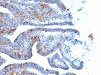 Anti-SOX2 antibody [SOX2/1792] used in IHC (Paraffin sections) (IHC-P). GTX35087