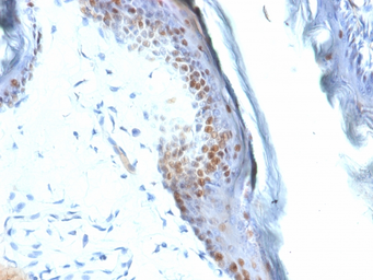 Anti-SOX2 antibody [SOX2/1792] used in IHC (Paraffin sections) (IHC-P). GTX35087