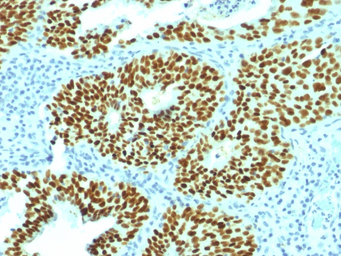 Anti-SOX2 antibody [SOX2/1792] used in IHC (Paraffin sections) (IHC-P). GTX35087