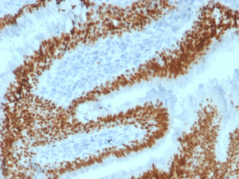 Anti-SOX2 antibody [SOX2/1792] used in IHC (Paraffin sections) (IHC-P). GTX35087