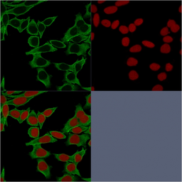 Anti-SPTBN2 antibody [SPTBN2/1583] used in Immunocytochemistry/ Immunofluorescence (ICC/IF). GTX35090