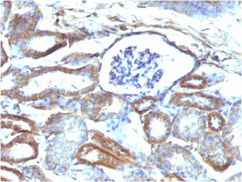 Anti-SPTBN2 antibody [SPTBN2/1584] used in IHC (Paraffin sections) (IHC-P). GTX35091