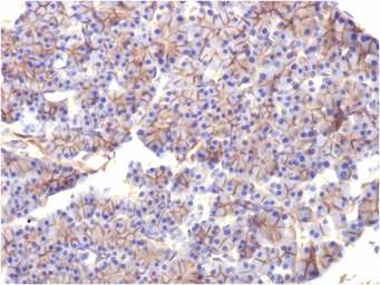 Anti-SPTBN2 antibody [SPTBN2/1584] used in IHC (Paraffin sections) (IHC-P). GTX35091