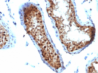 Anti-SUMO2 antibody [SUMO2/1199] used in IHC (Paraffin sections) (IHC-P). GTX35095