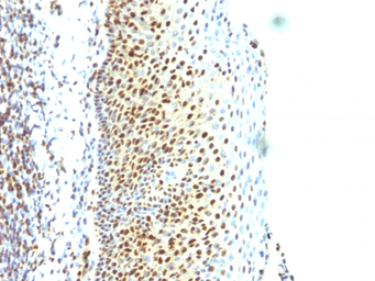 Anti-SUMO2 antibody [SUMO2/1199] used in IHC (Paraffin sections) (IHC-P). GTX35095