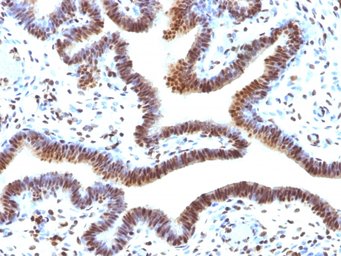 Anti-SUMO2 antibody [SUMO2/1199] used in IHC (Paraffin sections) (IHC-P). GTX35095