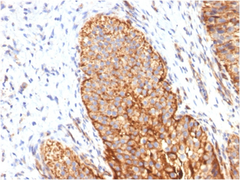 Anti-Thrombomodulin antibody [THBD/1591] used in IHC (Paraffin sections) (IHC-P). GTX35108
