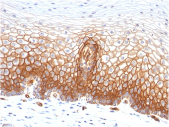 Anti-Thrombomodulin antibody [THBD/1591] used in IHC (Paraffin sections) (IHC-P). GTX35108