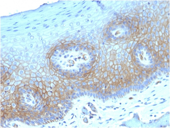 Anti-Thrombomodulin antibody [THBD/1782] used in IHC (Paraffin sections) (IHC-P). GTX35109